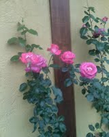 /album/galeria-de-fotos/z1rapxeq-1-jpg/